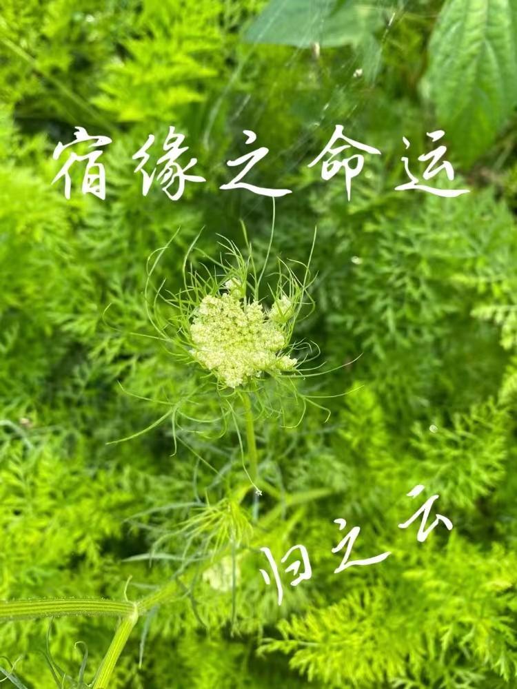 神魂丹帝百度百科